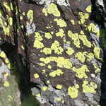 Lichens in Norbeck Wildlife Preserve